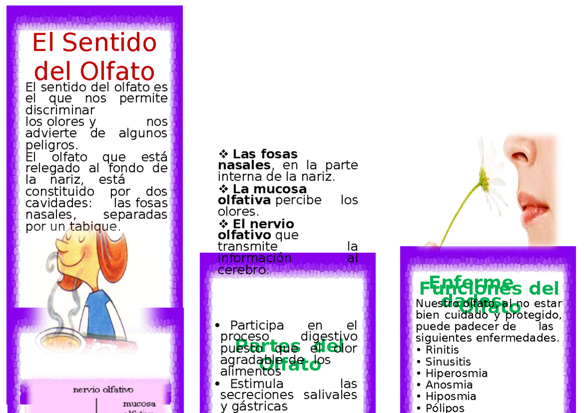 Sentido Olfato - Enferme dades El sentido del olfato es el que nos ...