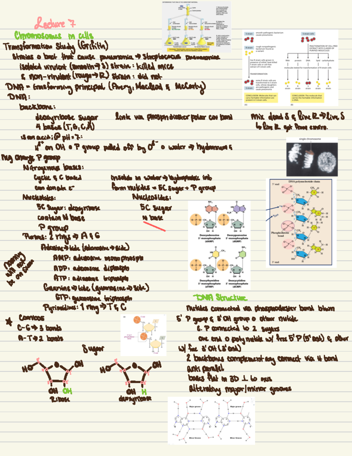 DNA 9:12:24 cell bio - Hjkas - Lecture 7 Chromosomes in alls ...
