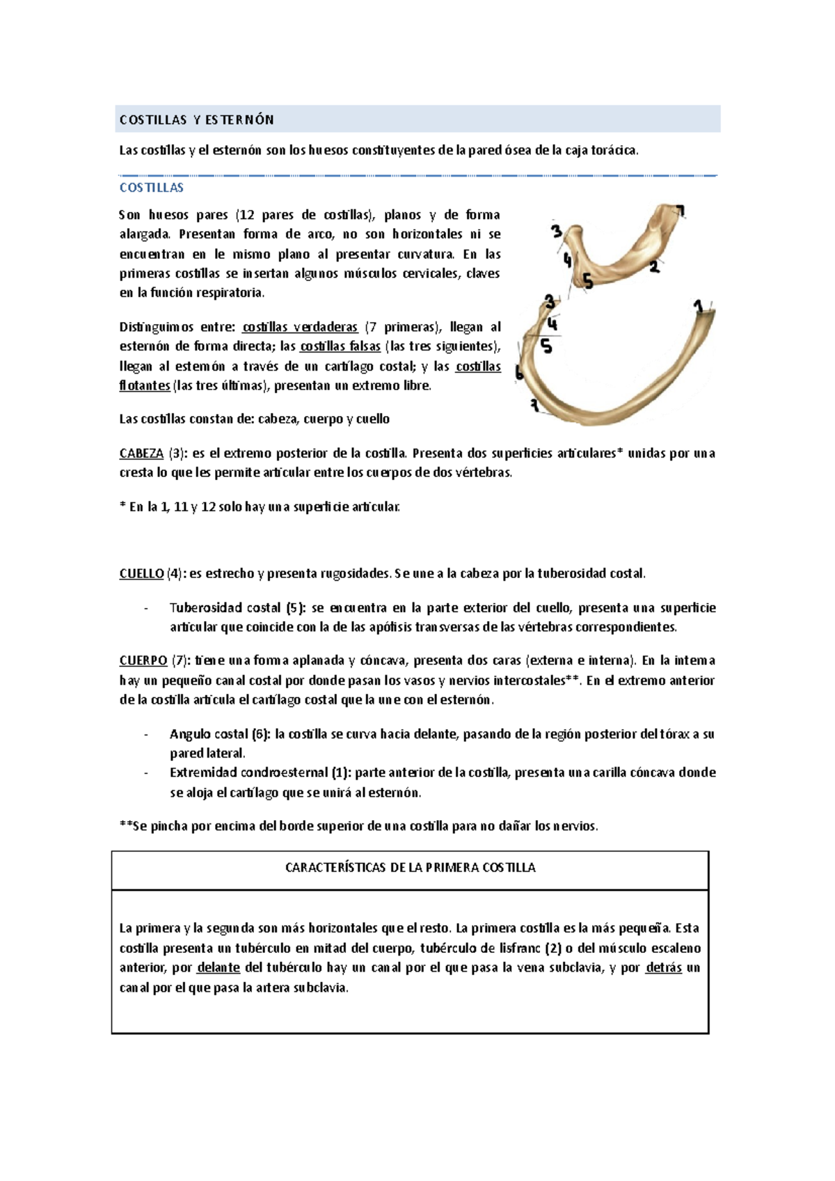 2. Esqueleto Axial (doc) - COSTILLAS Y ESTERNÓN Las costillas y el ...