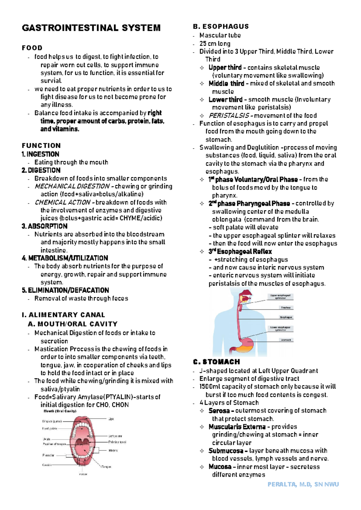 GASTROINTESTINAL SYSTEM: FUNCTIONS, DIGESTION, AND HEALTH (SN NWU ...