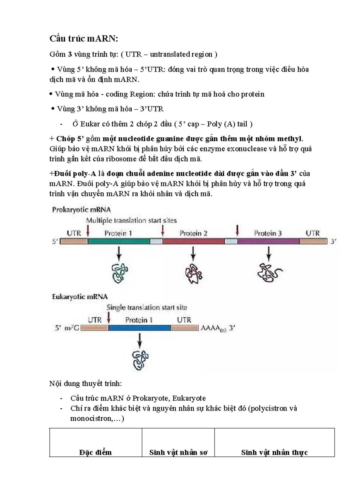 Cấu trúc mARN: So sánh giữa Prokaryote và Eukaryote - Studocu