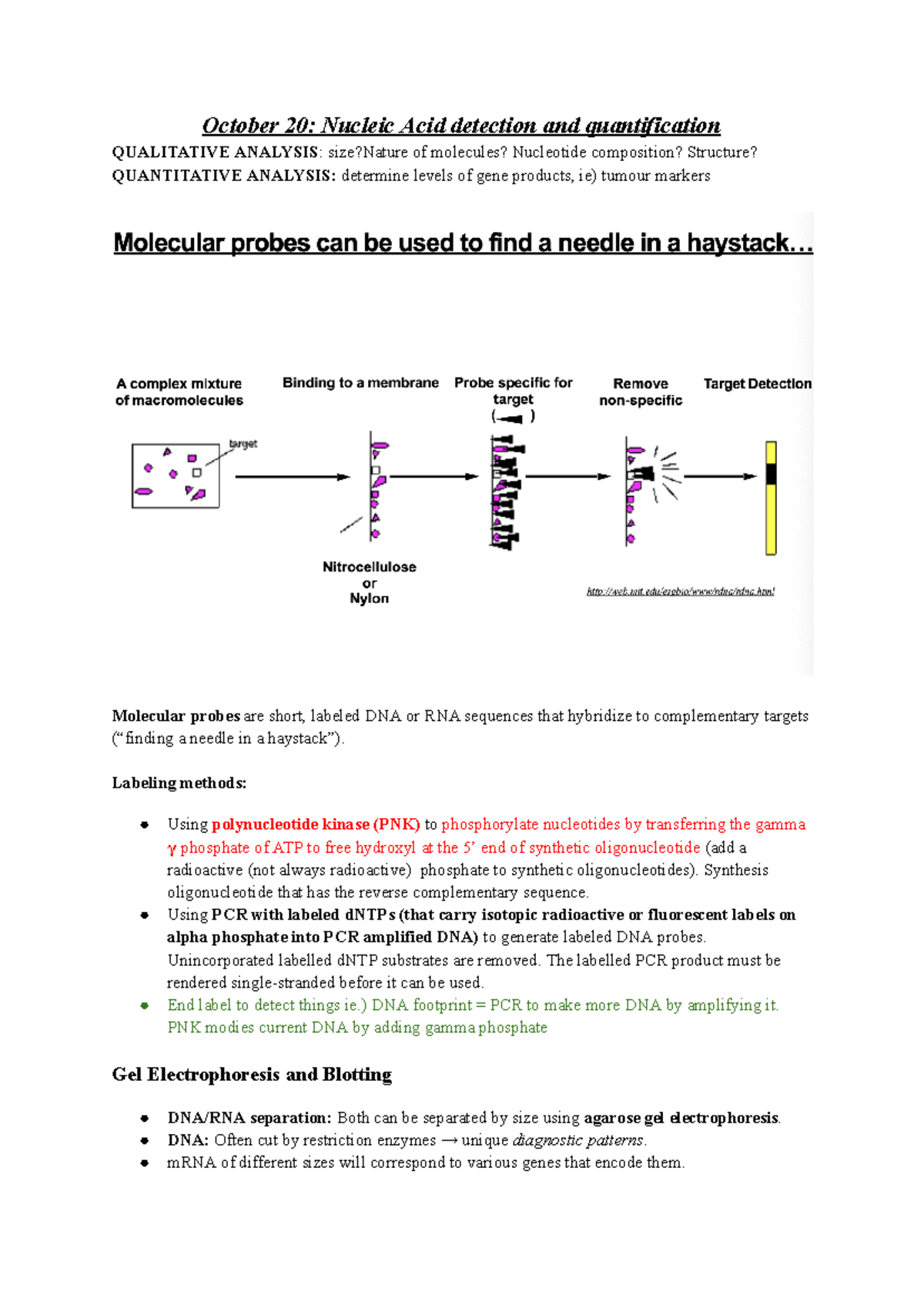 Biol 200-3: Final Lecture Notes on Nucleic Acids and Transcription ...