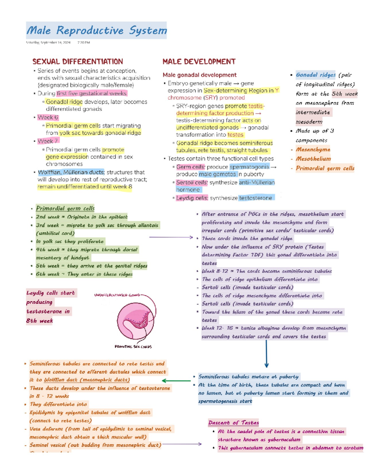 Embryology of male reproductive system - anatomy - Studocu
