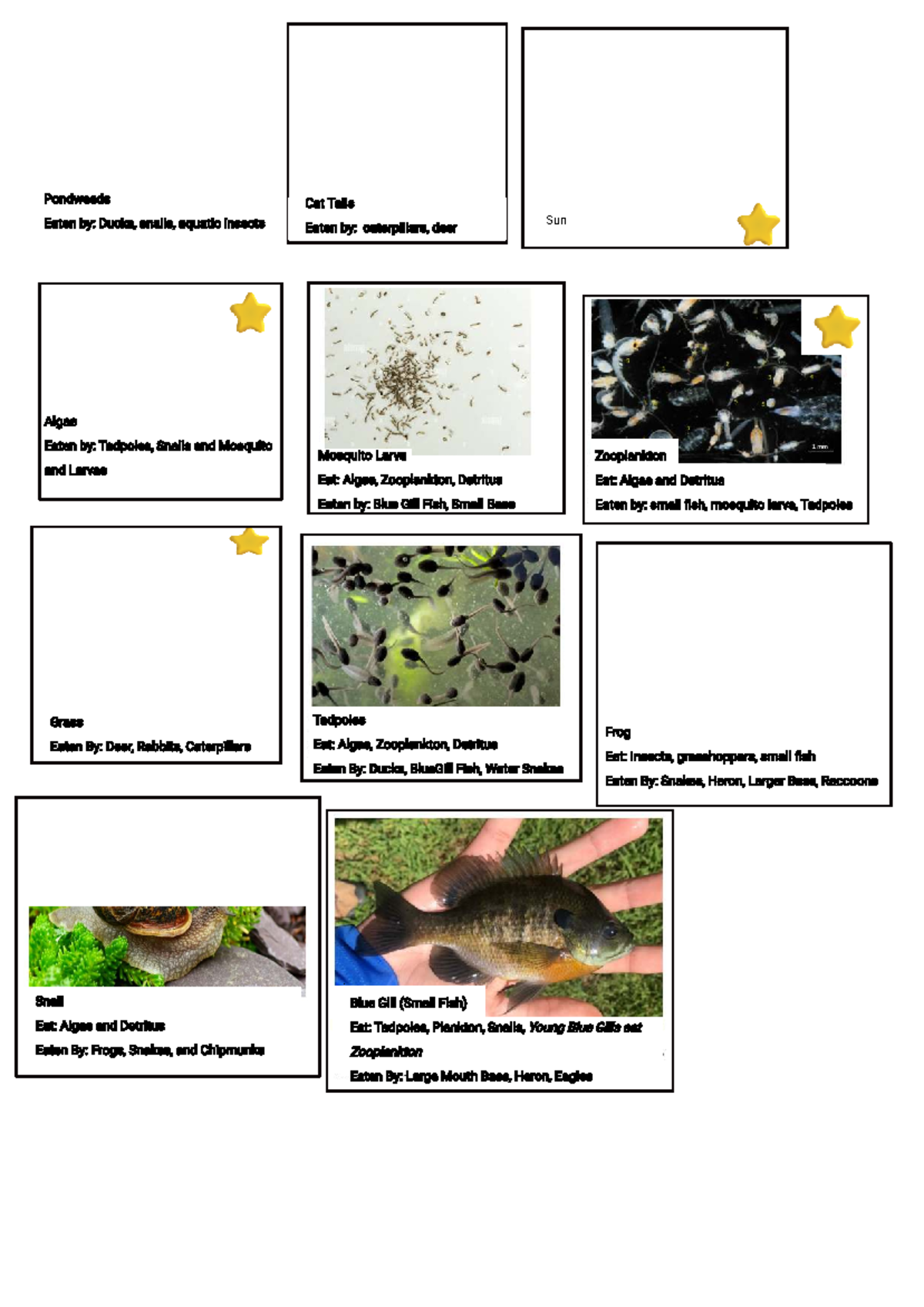 Food Web Dynamics: Interactions Among Aquatic Species - Studocu