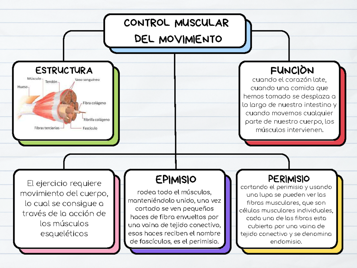 Control muscular del movimiento - CONTROL MUSCULAR DEL MOVIMIENTO ...
