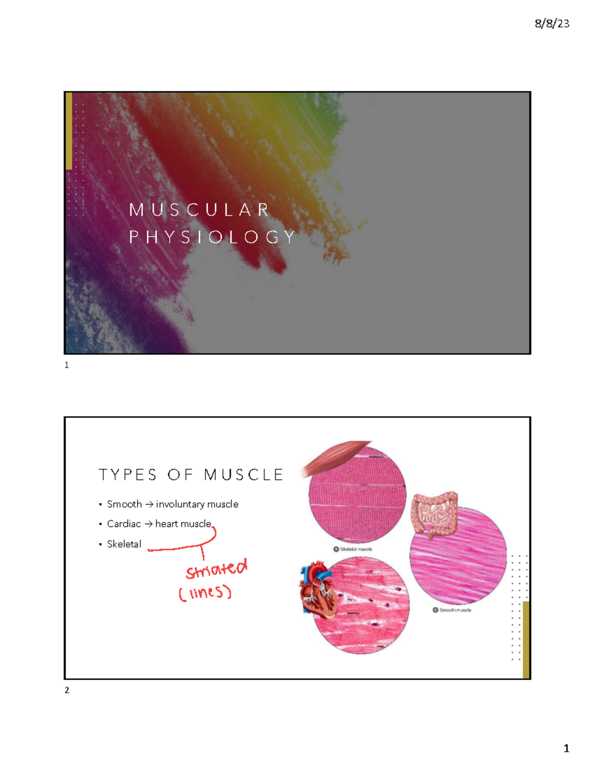 Muscular Physiology: Types and Functions of Muscle - Studocu