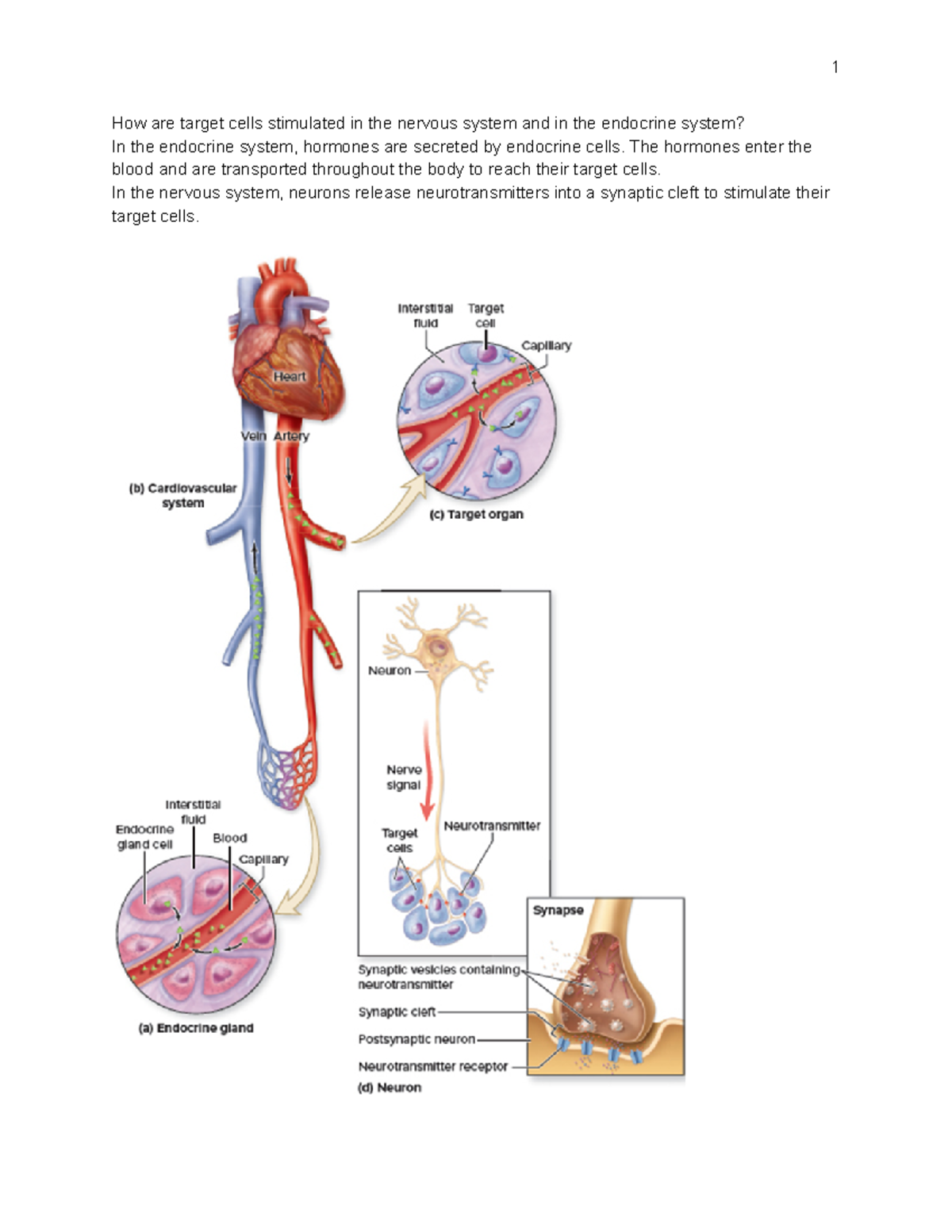 TARGET CELL DEFINITION ANATOMY AND PHYSIOLOGY visual data 7