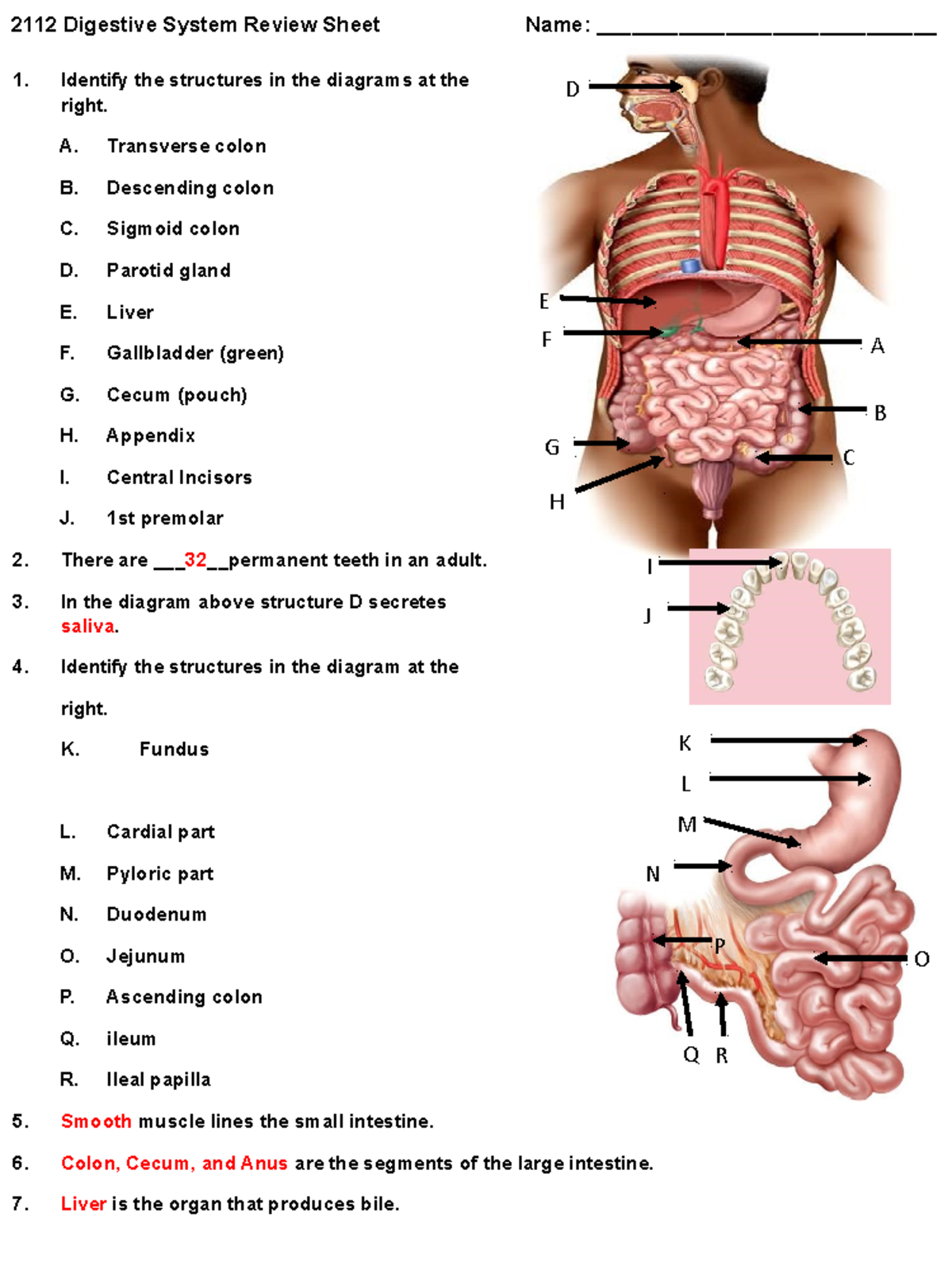 2112 Digestive System Review-Tamauri Wilson - 2112 Digestive System ...