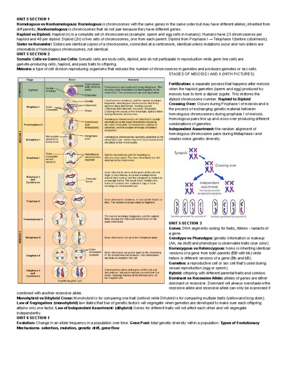 BIO 101 Final Exam Study Guide: Genetics, Meiosis, and Evolution - Studocu