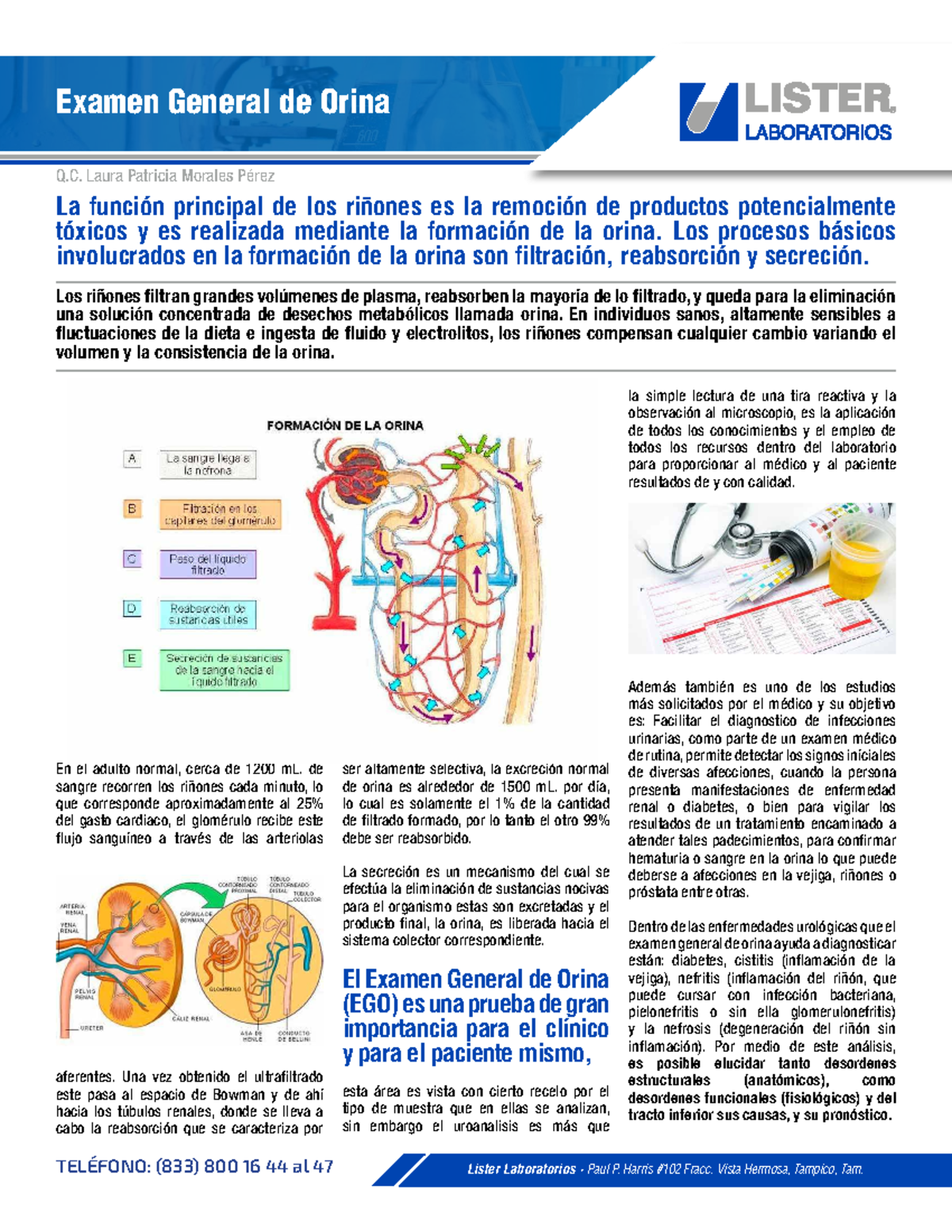 Examen General de Orina (EGO) - Análisis Fisiológico y Diagnóstico ...