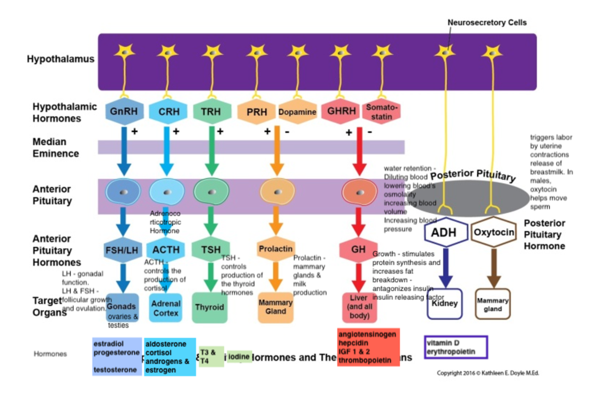Hormones - Physiology - Studocu