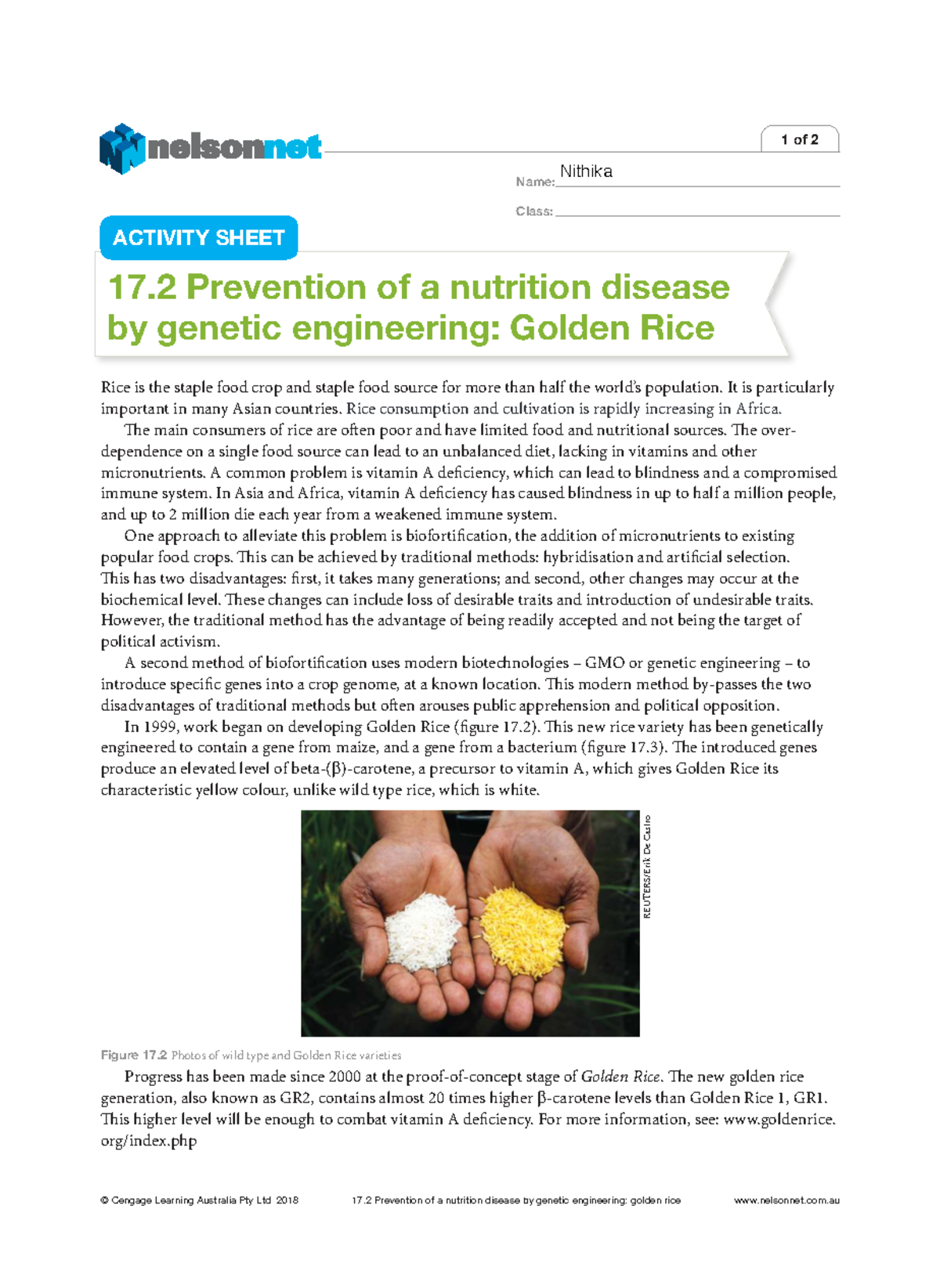 Golden Rice Information