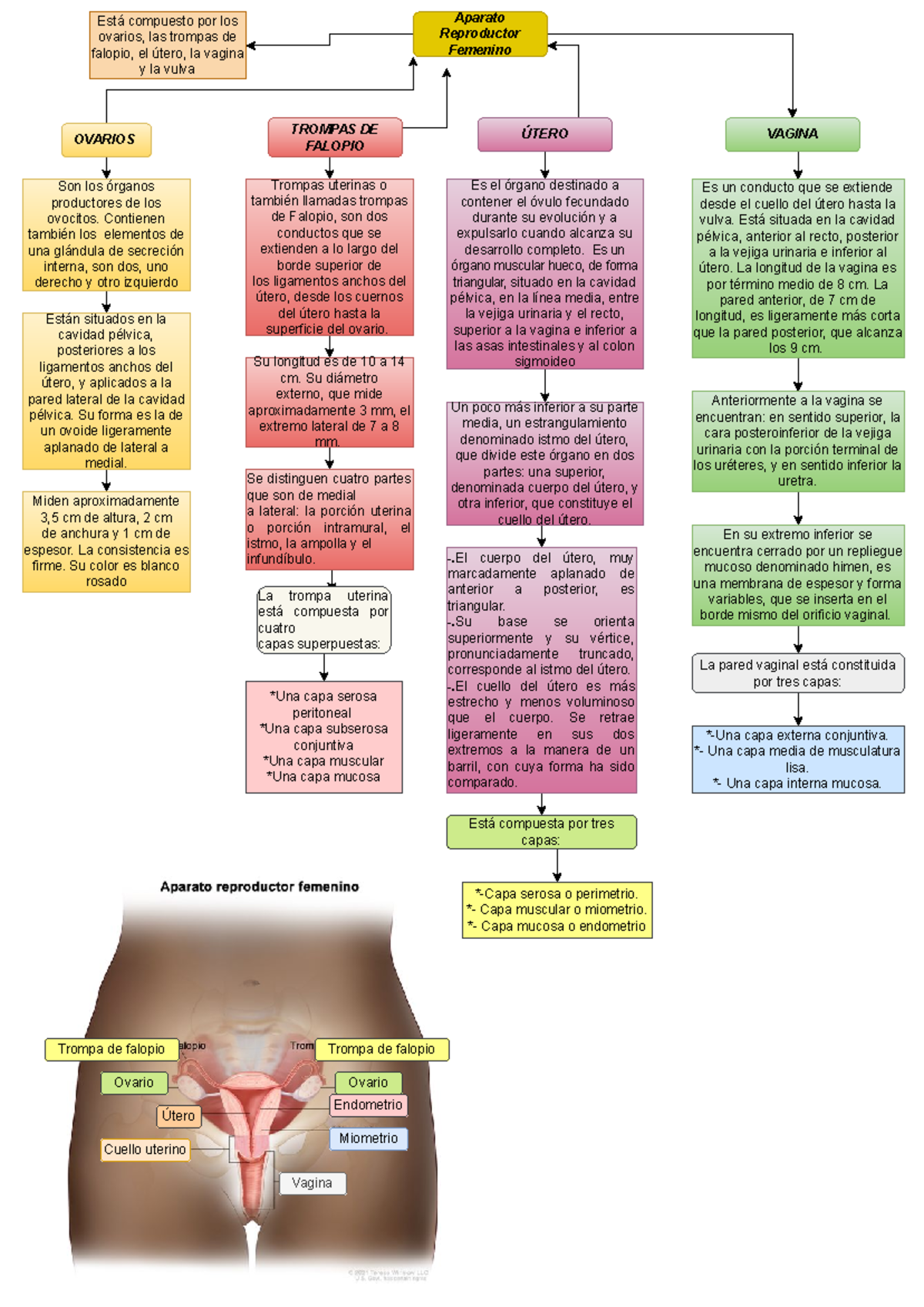 Anatomía del Aparato Reproductor Femenino - 11a ed. Rouvière - Studocu