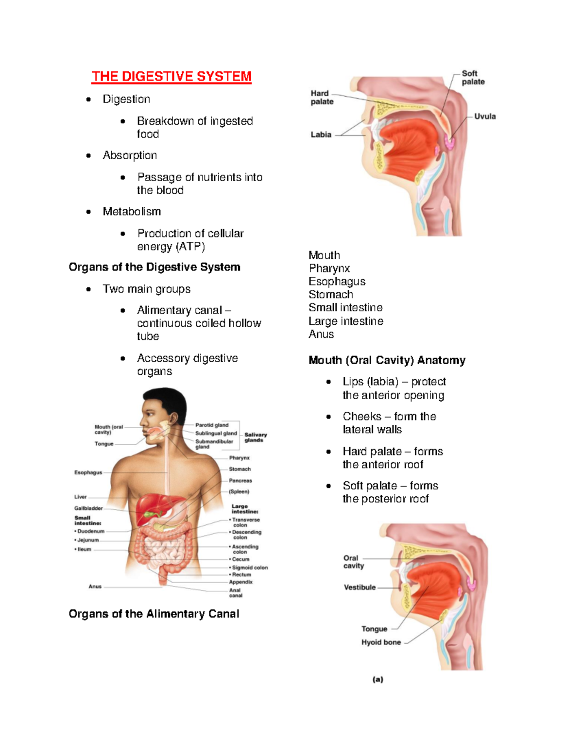 The Digestive Sytem - THE DIGESTIVE SYSTEM Digestion Breakdown of ...