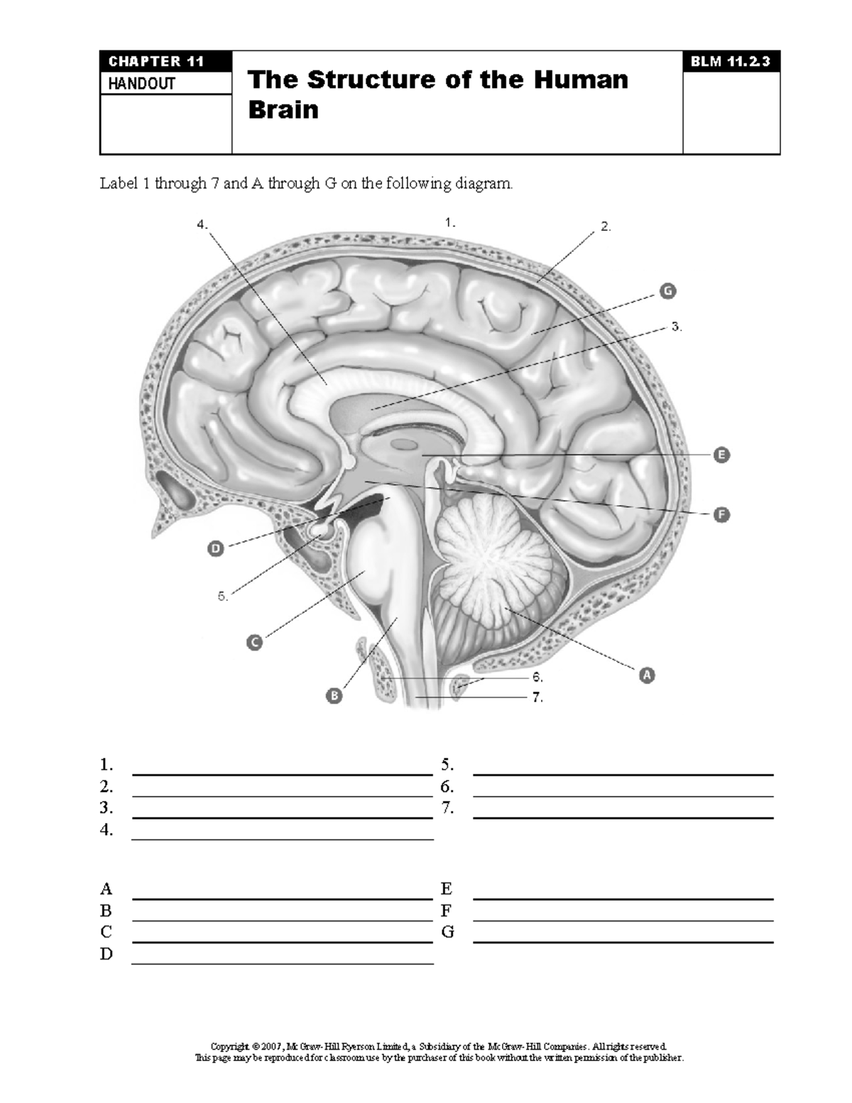 Chapter 11 BLM 11: Human Brain Labeling Handout - Studocu