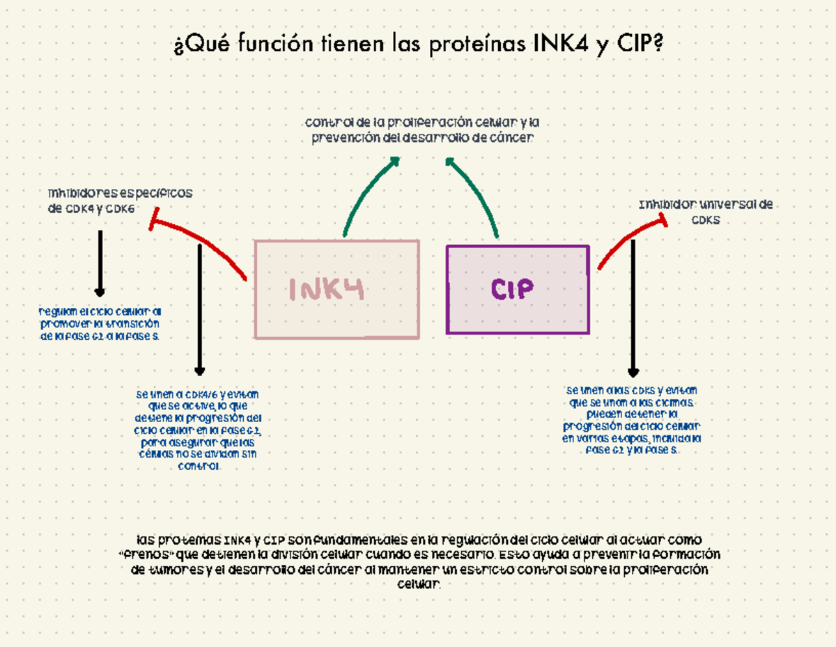 Función proteínas INK4 y CIP - ¿Qué función tienen las proteínas INK4 y ...