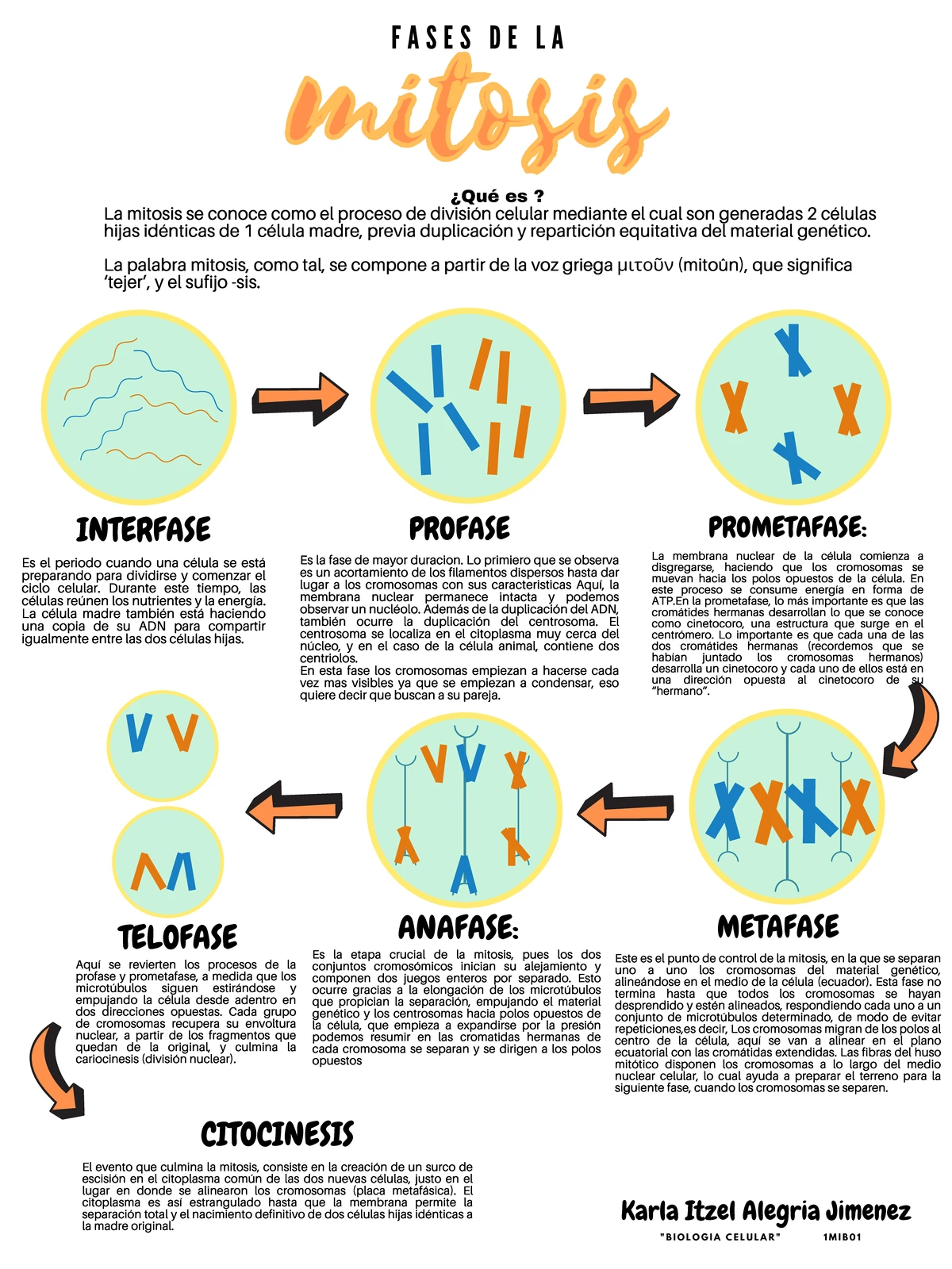 Mitosis doc informativo - CC BIOLOGÍA CURSO: V BACHILLERATO CAPACIDAD ...