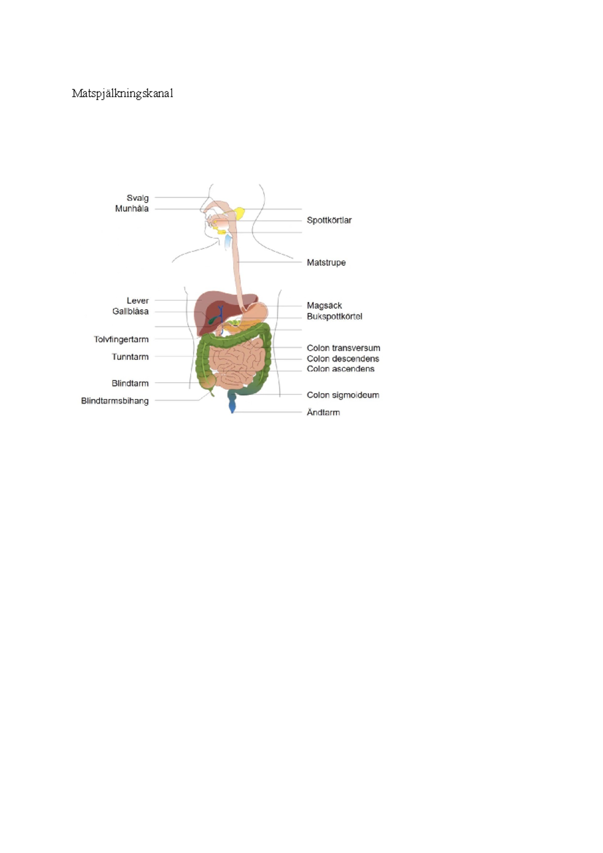 anatomi-tenta-del-2-matspj-lkningskanal-ingestion-intag-av-f-da