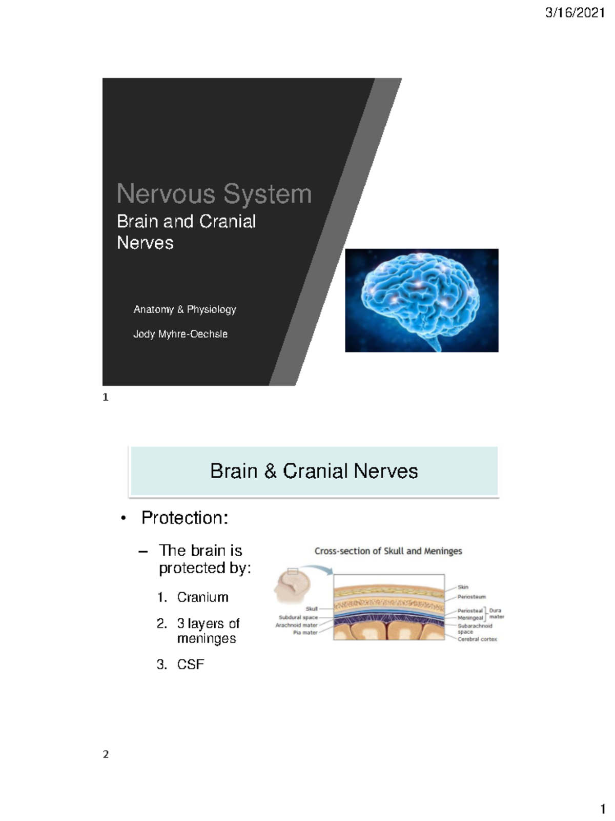 Nervous System: Anatomy & Physiology of Brain & Cranial Nerves - Studocu