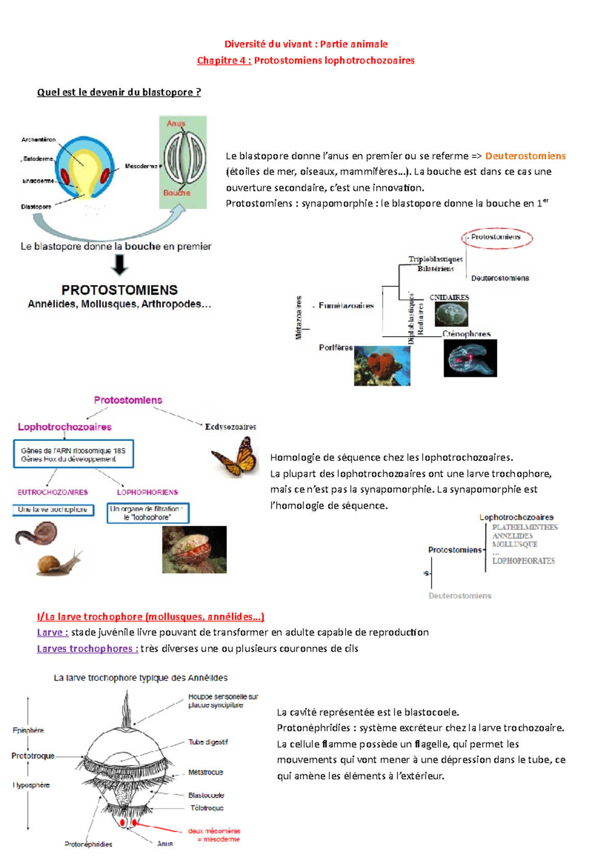 Cours 3 : Diversité Animale et Protostomiens - Chapitre 4 - Studocu