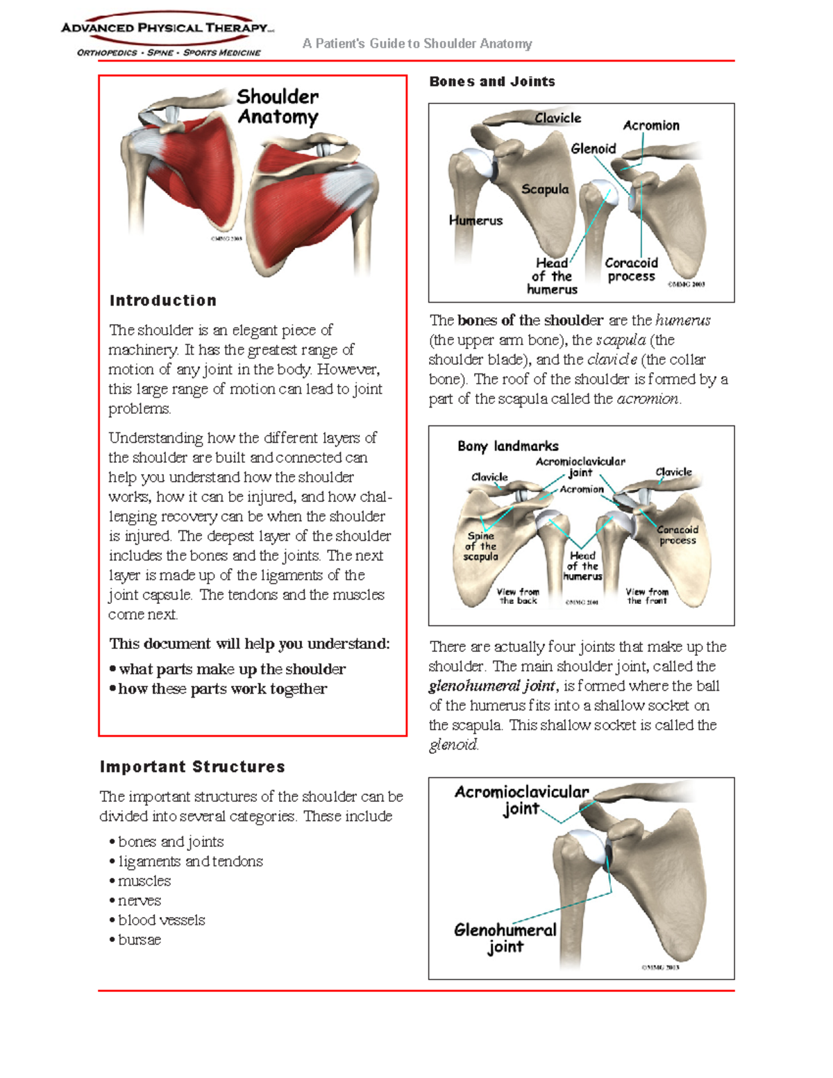 Understanding Shoulder Anatomy: Key Structures and Functions - Studocu