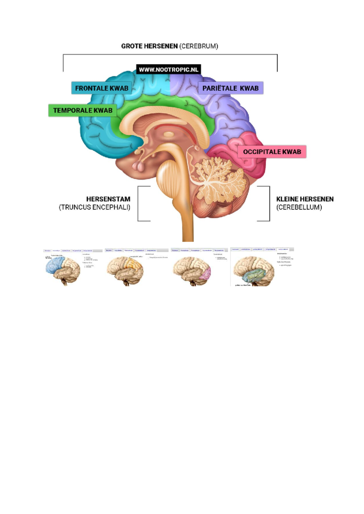 Hersenen: Integratie van Zintuiglijke Informatie en Arousal Systemen ...