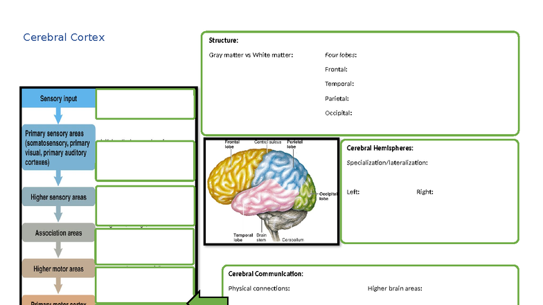 2CNS - Cerebral Cortex - Framework - PHBG2616 - Cerebral Cortex ...