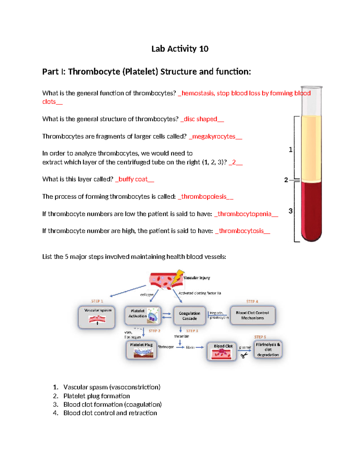 Lab Activity 10: Thrombocyte Structure and Hemostasis Functions - Studocu