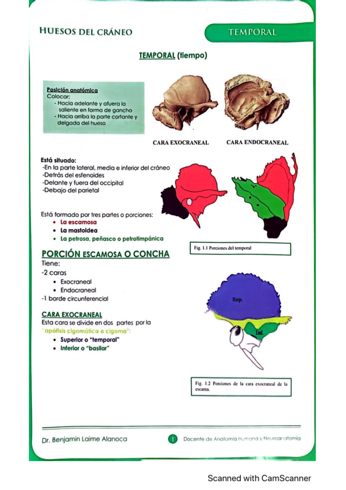 Anatomía de los Huesos: Estudio de la Estructura Ósea - Document Preview
