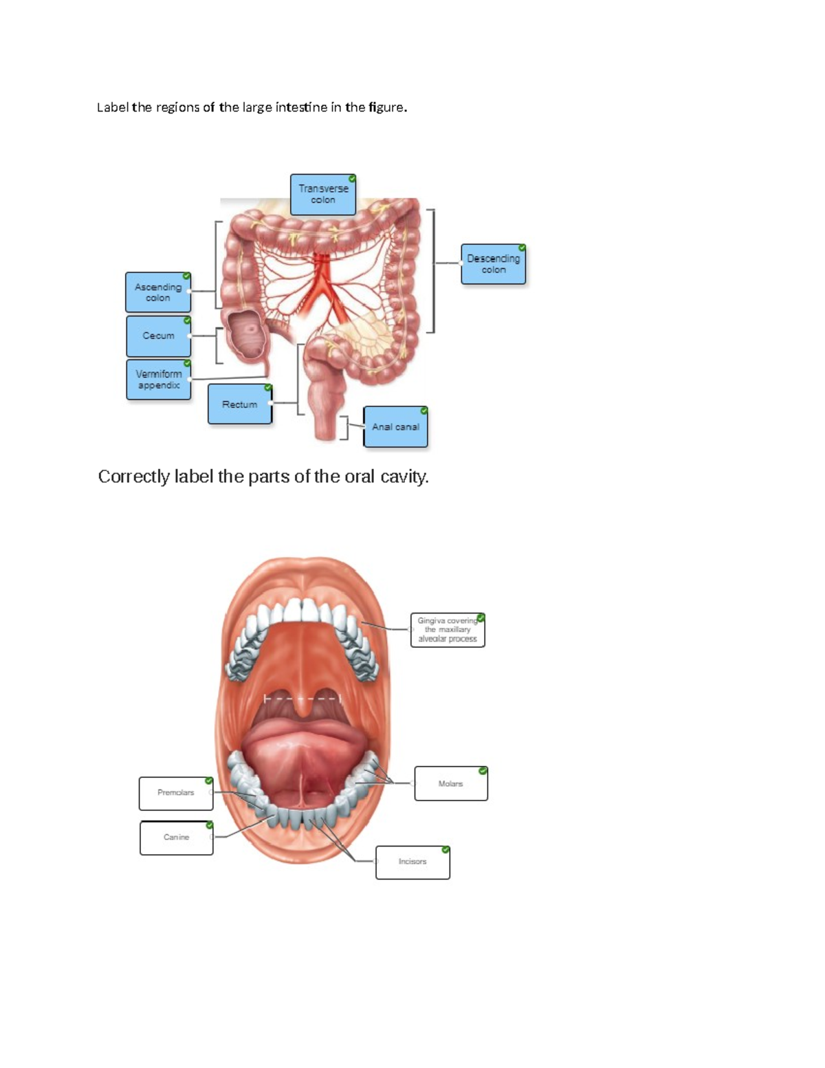 Bio 169 module 3 study guide digestive system anatomy functions