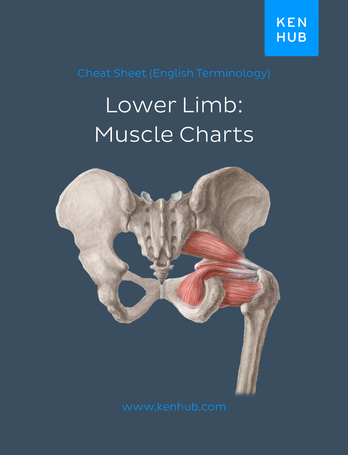 Lower Limb Muscle Charts Cheat Sheet (EN) - Studocu