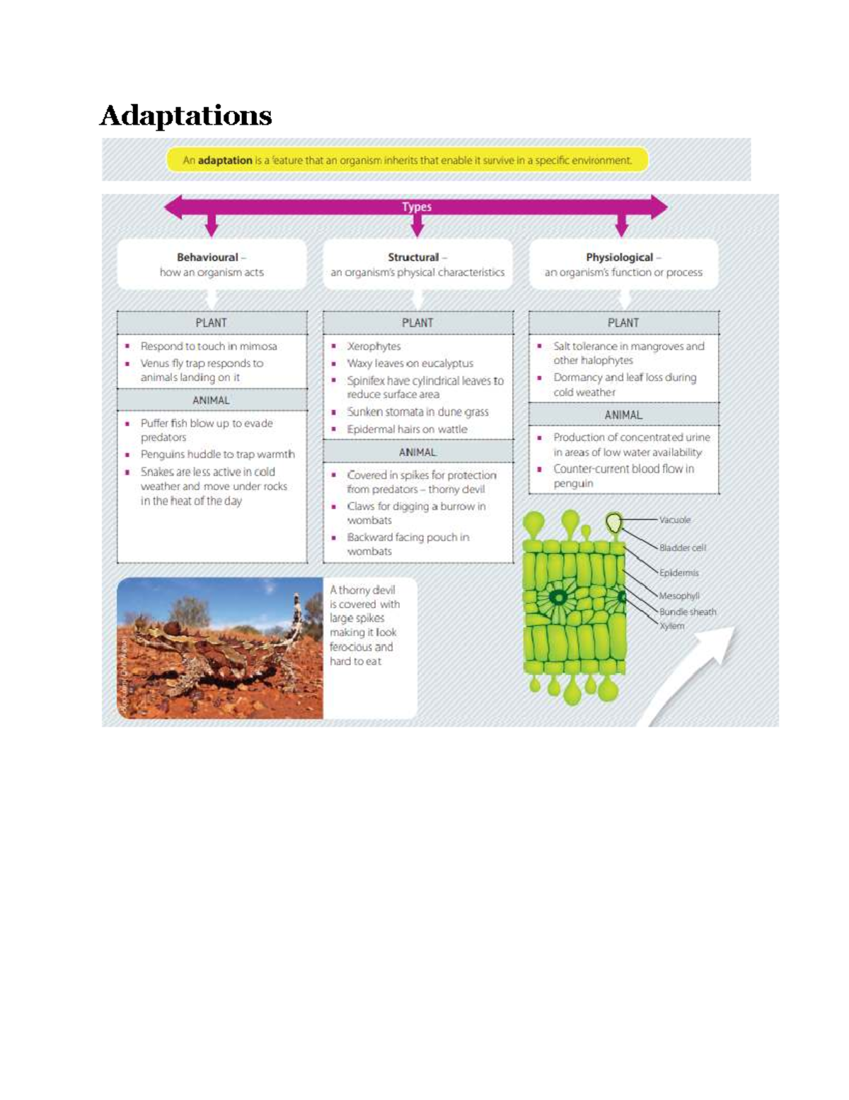 Adaptations: A Simple Flow Chart Overview - Studocu
