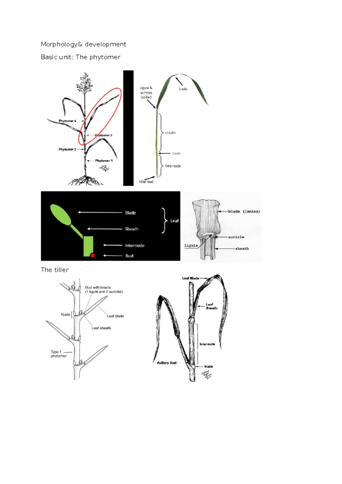 Grass Science (B1) - Lecture Summary on Morphology & Ecophysiology ...