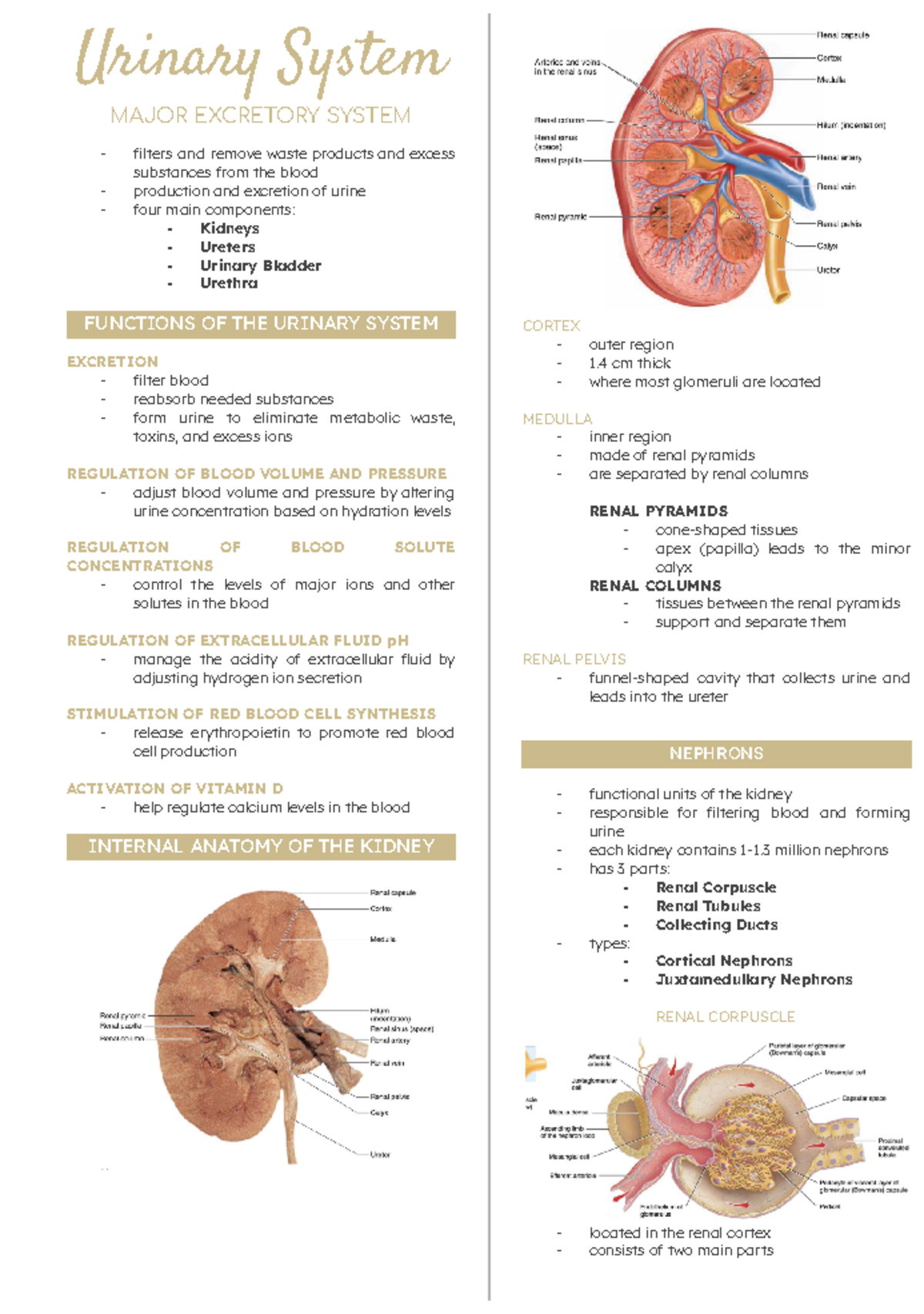 Urinary System Notes - Urinary System MAJOR EXCRETORY SYSTEM filters ...