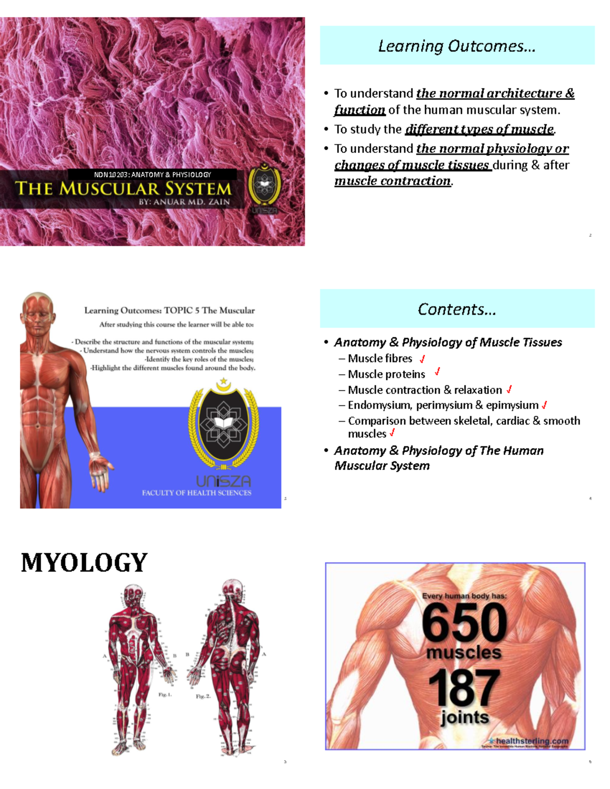 NDN10203: Anatomy & Physiology of Muscle - Lecture Notes - Studocu