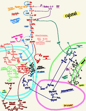 Bio cell chapter 7 - From DNA to Protein: How Cells Read the Genome ...