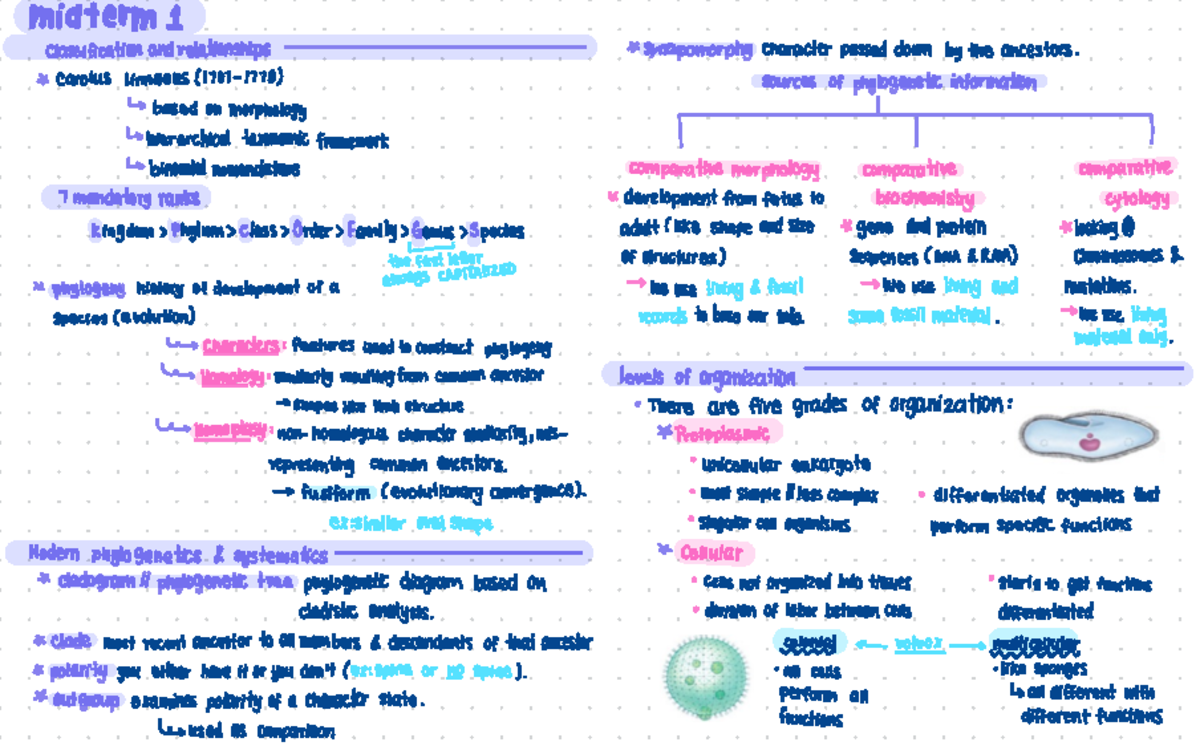 Epithelial Tissues and Body Plan Structures - BIO 101 Lecture Notes ...