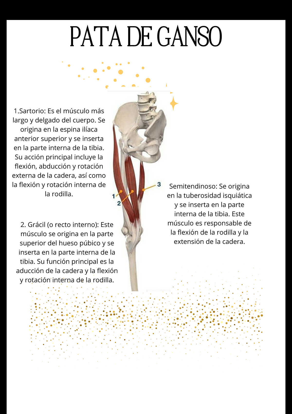 PATA DE GANSO TAREA: Músculos, Funciones y Acción en Cadera y Rodilla ...
