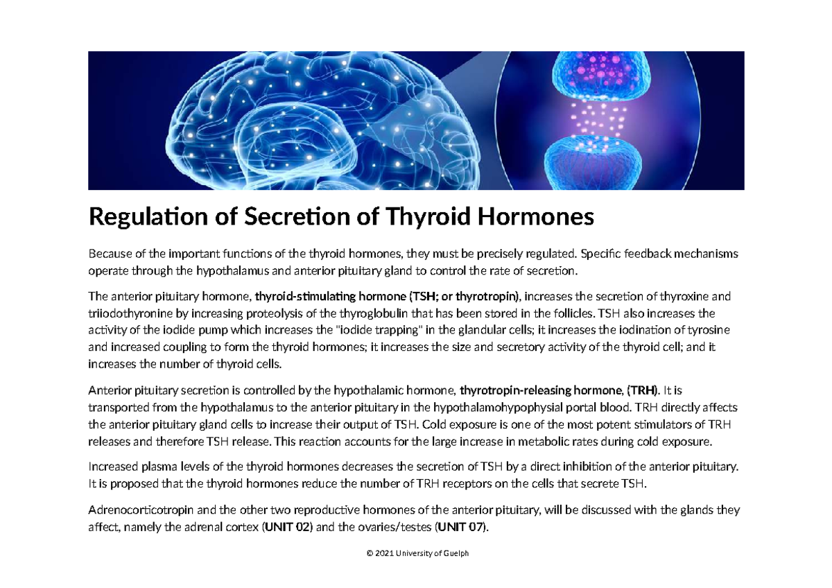 Regulation of Thyroid Hormone Secretion - BIOM 3200 (DE01) S25 - Studocu