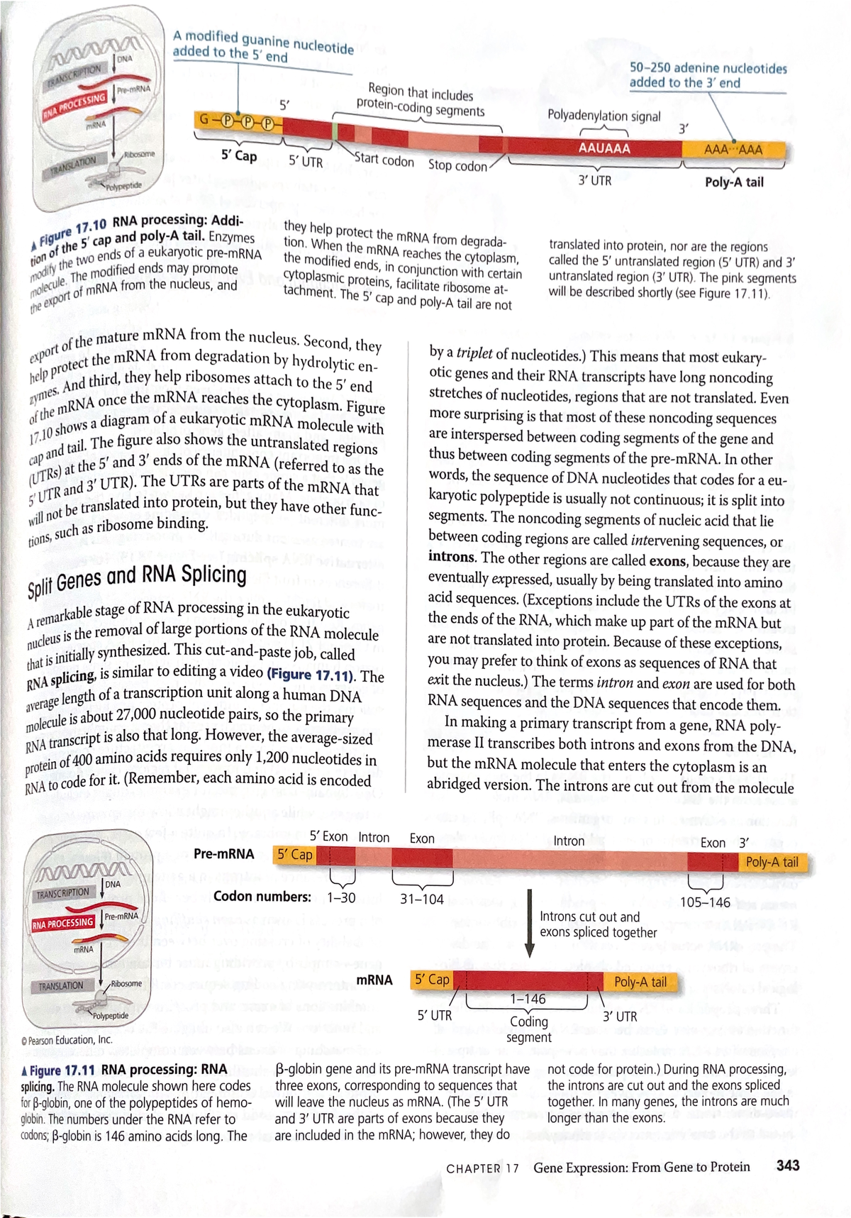 Final Exam Study Guide for Course 101: Gene Expression Key Concepts ...
