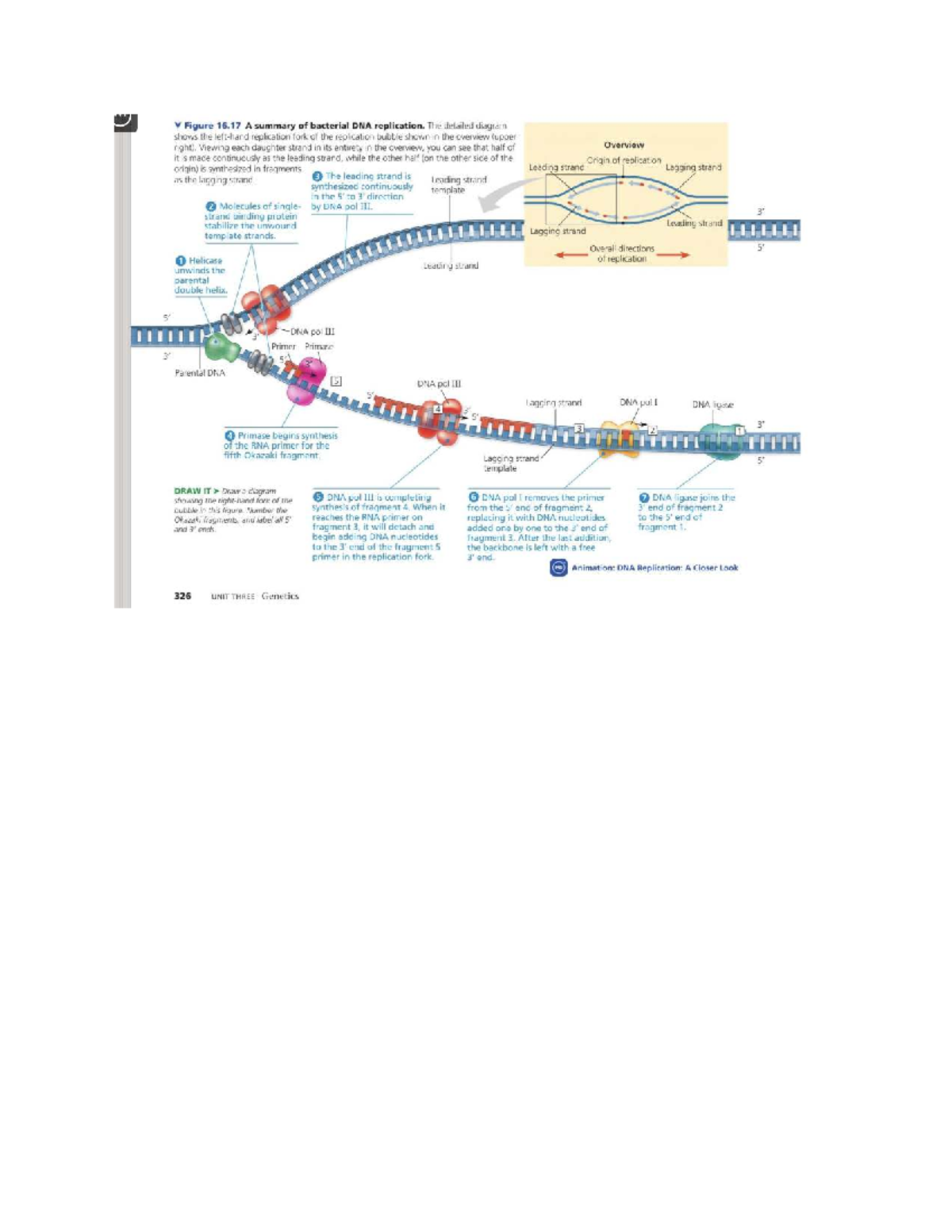 AP BIO QUIZ - Bacterial DNA Replication Overview and Diagram - Studocu