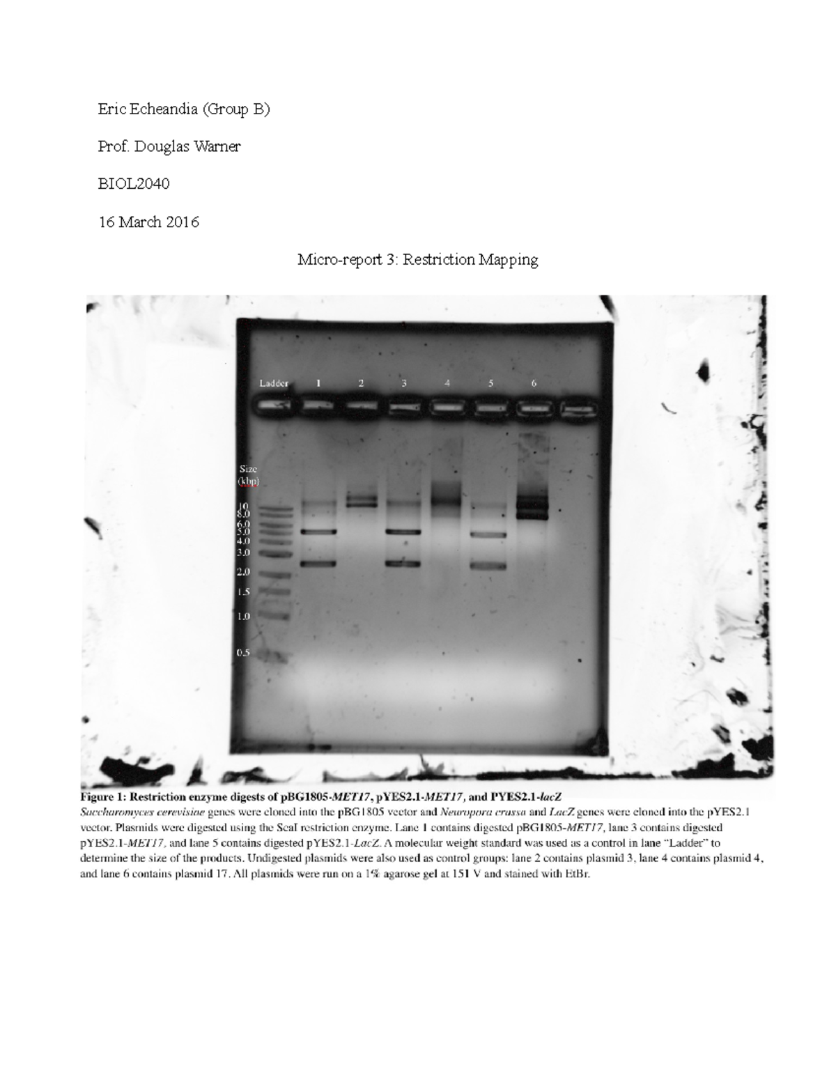 Micro-report 3: Restriction Mapping Analysis for BIOL2040 Assignments ...