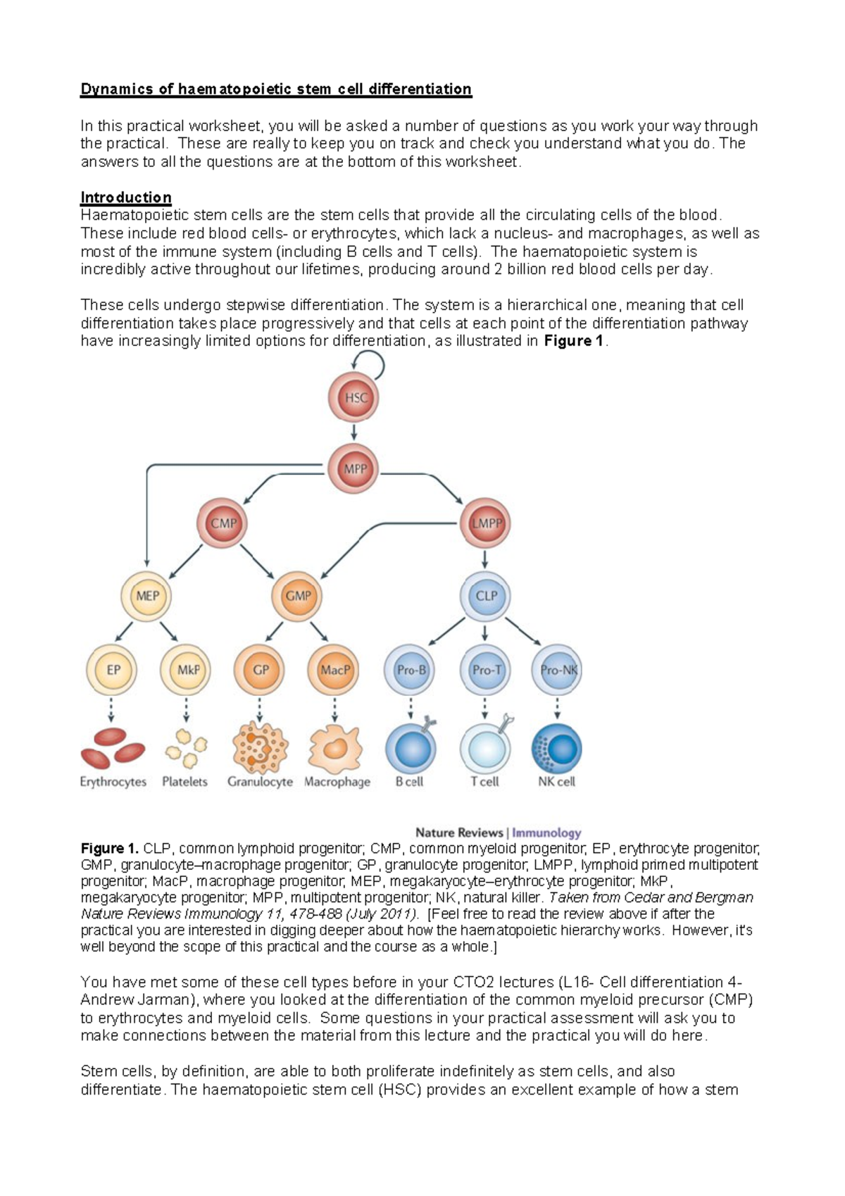 Practical 2 Stem Cell Dynamics - Dynamics of haematopoietic stem cell ...