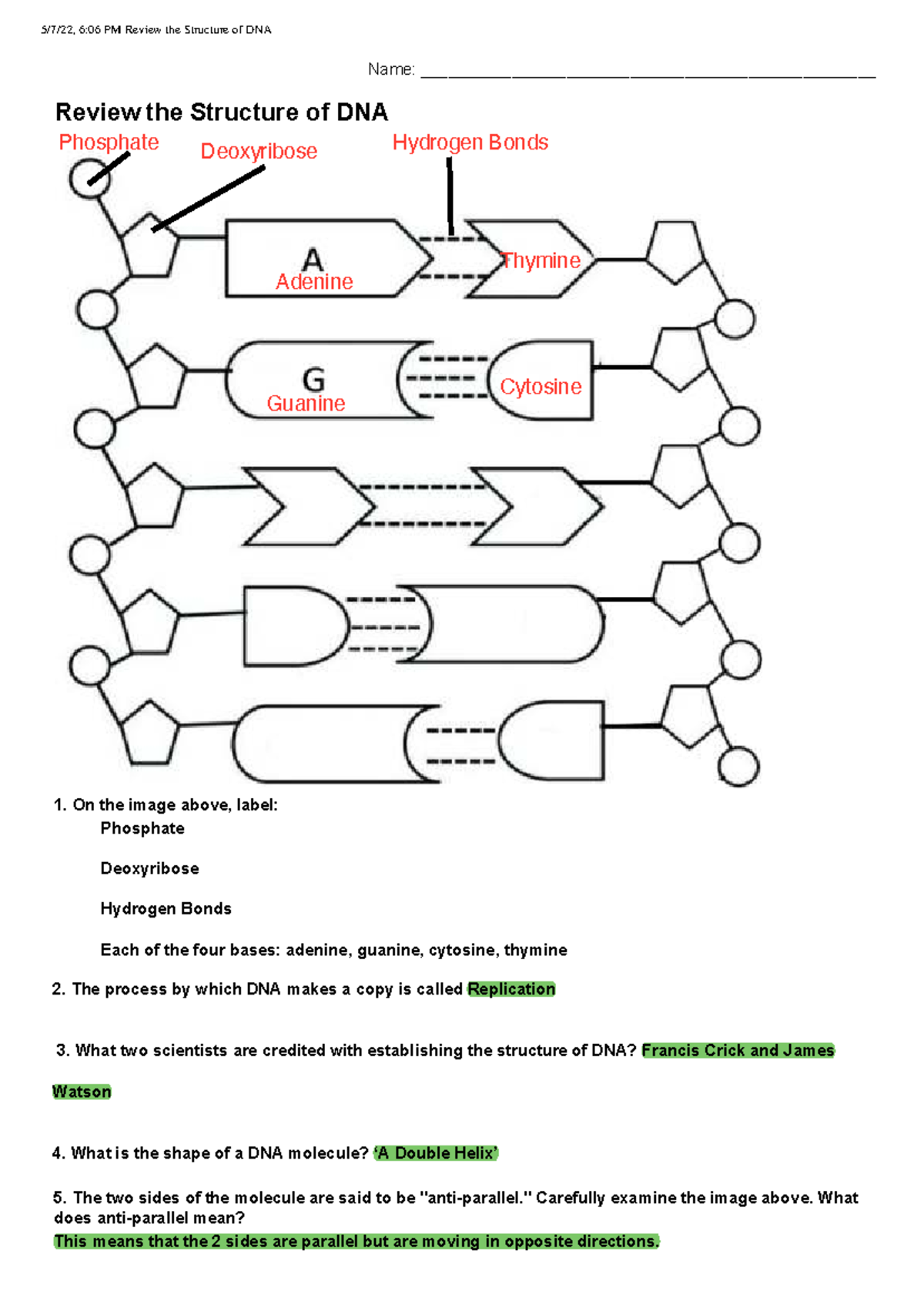 6:06 PM Review: DNA Structure & Replication Worksheet - Studocu