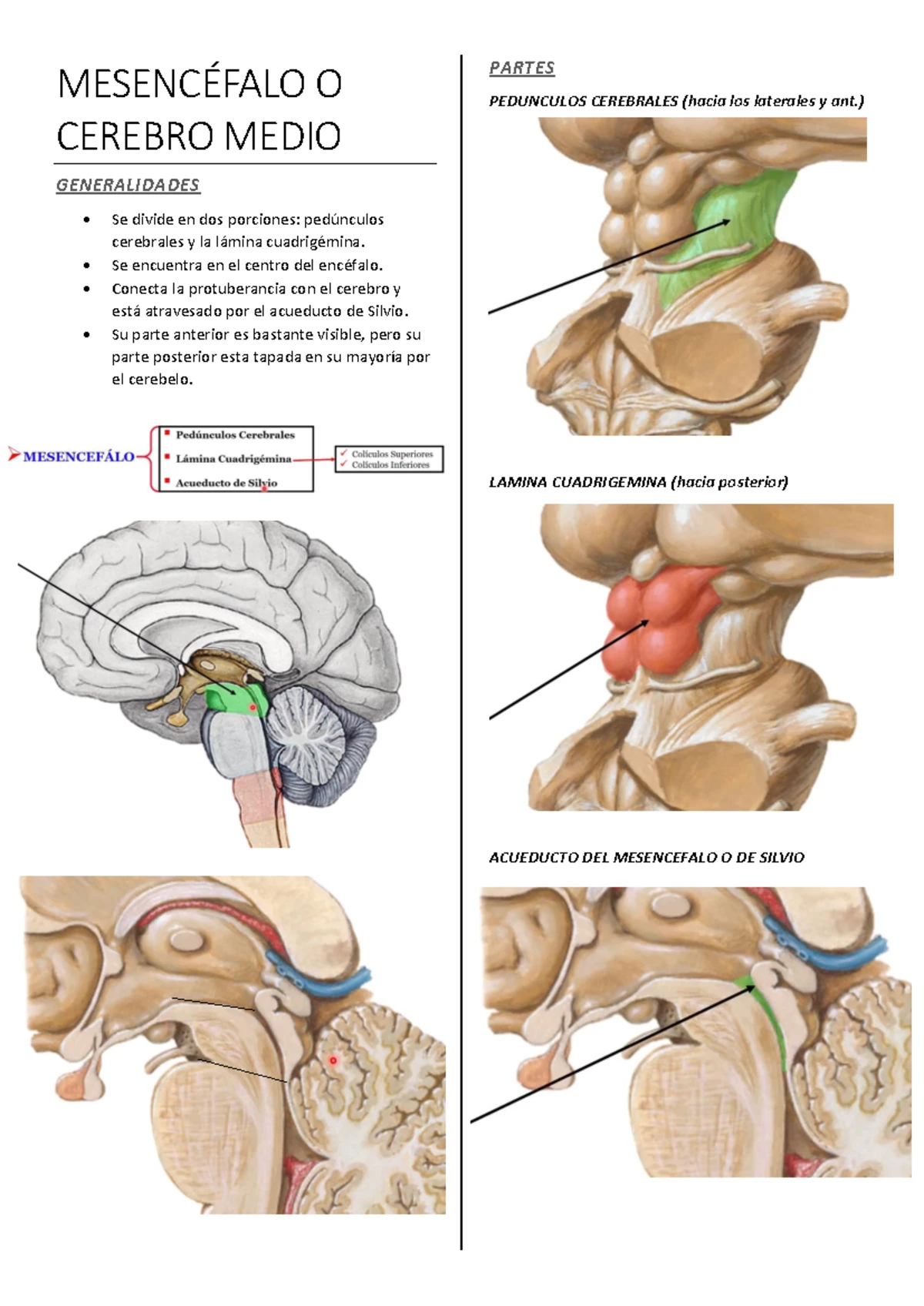 🤍 - Summary Anatomía humana - ####### 3 ####### Lithium 7. Li ####### 4 ...