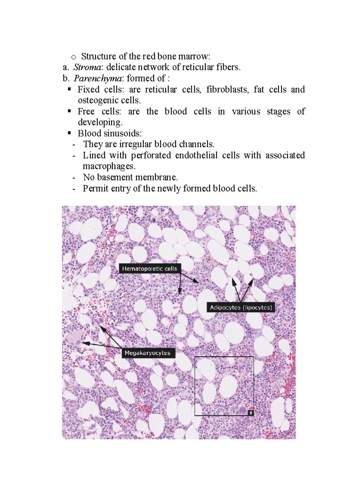 Hematology - Erythropoiesis Overview and Red Bone Marrow Structure ...