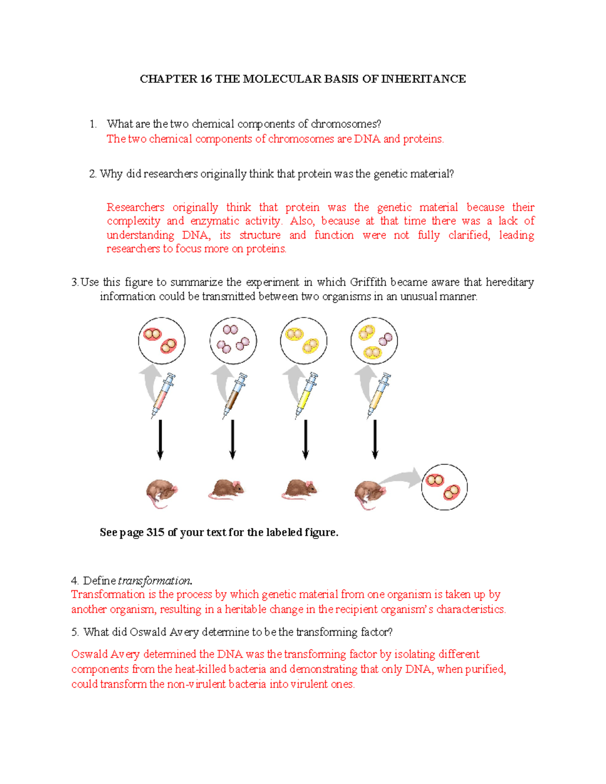 Chapter 16 study guide - CHAPTER 16 THE MOLECULAR BASIS OF INHERITANCE ...
