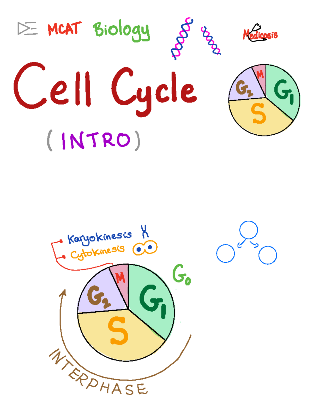 MCAT 16: Intro to Cell Cycle and Karyokinesis Concepts - Studeersnel