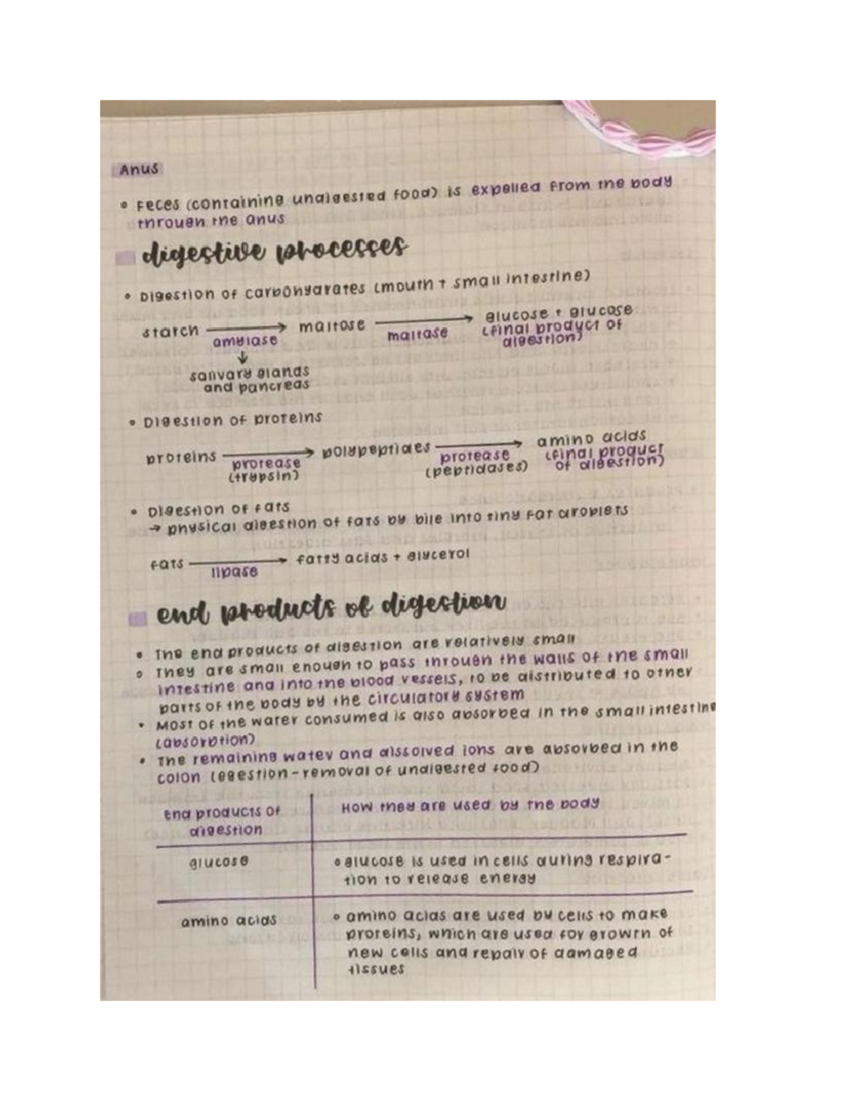 Digestive System Overview: Processes and Functions in Human Digestion ...