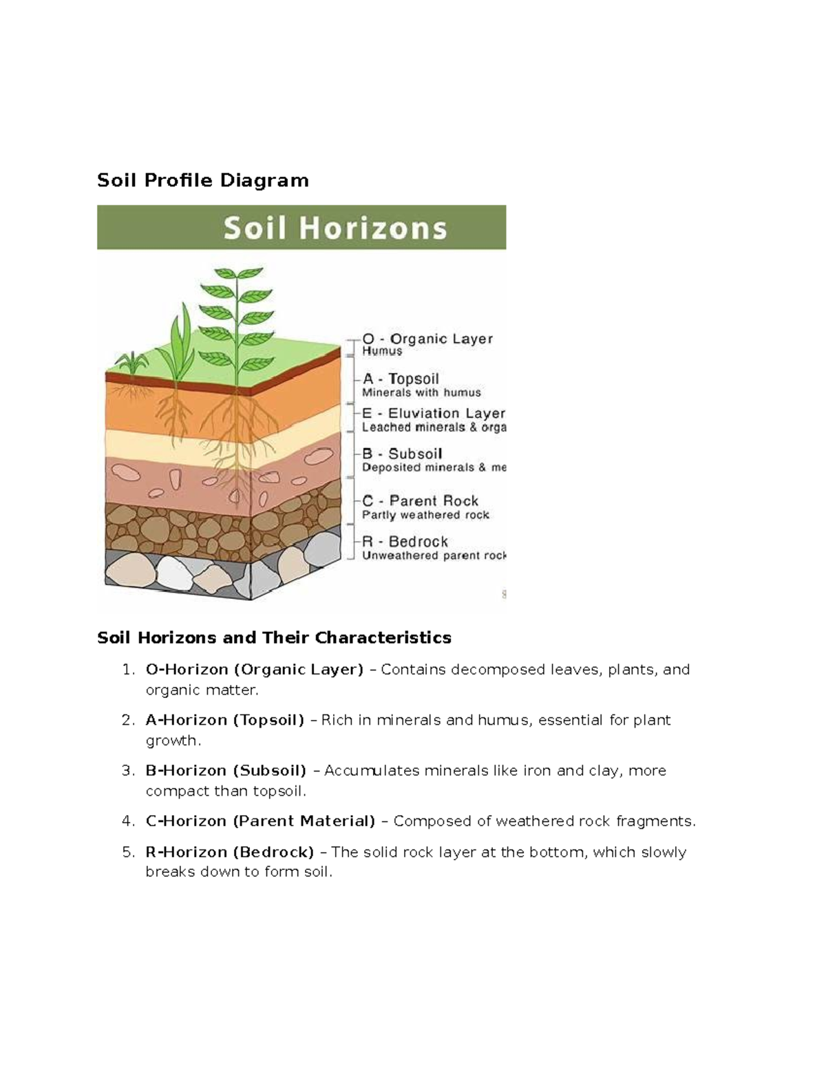 Soil Profile and Development: Understanding Horizons and Factors (4th ...